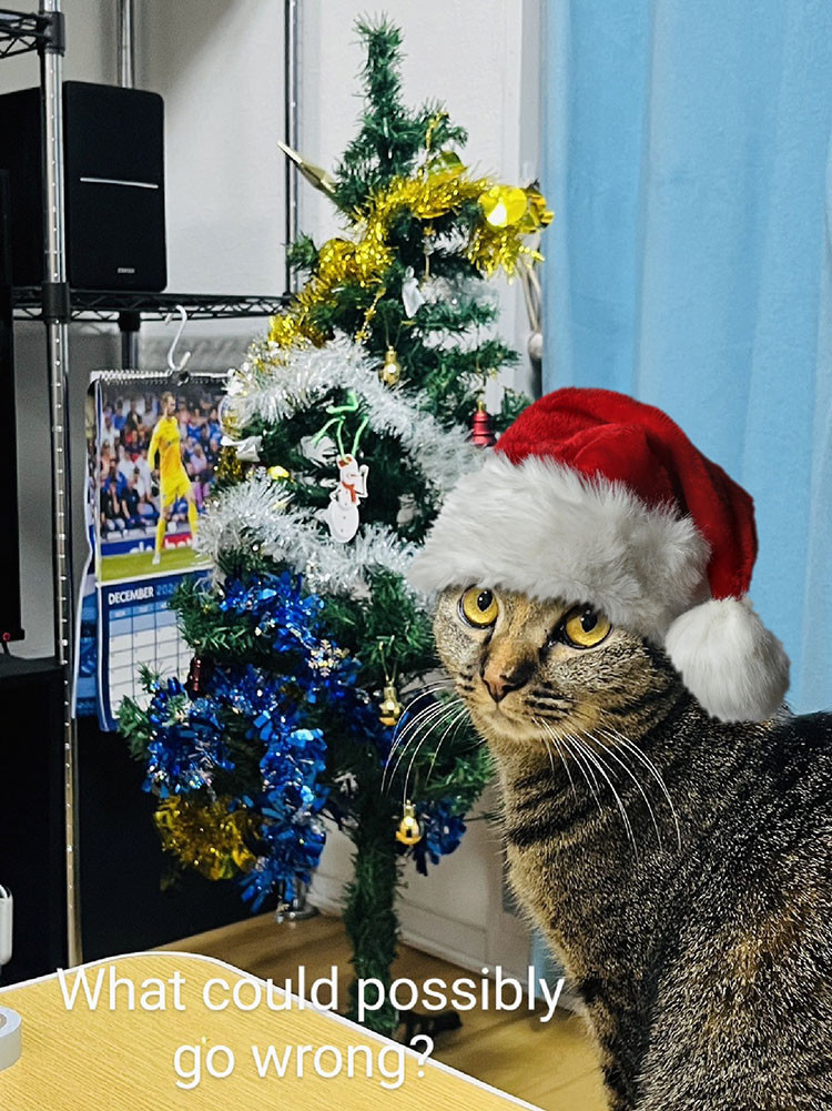 A tabby and tortie mix cat with orange eyes and an orange stripe on her face sits in the foreground and looks at the camera. In the background there is a Christmas tree. The caption says "what could possibly go wrong?" The cat is wearing a very fluffy Santa hat.