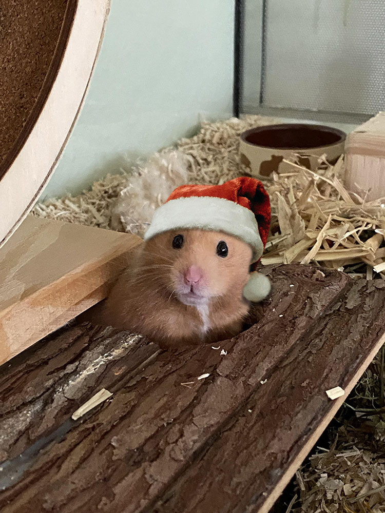 A small, light brown hamster peeks out from a wooden hideout in its enclosure, surrounded by bedding and chew toys. It is wearing a fluffy Santa hat.