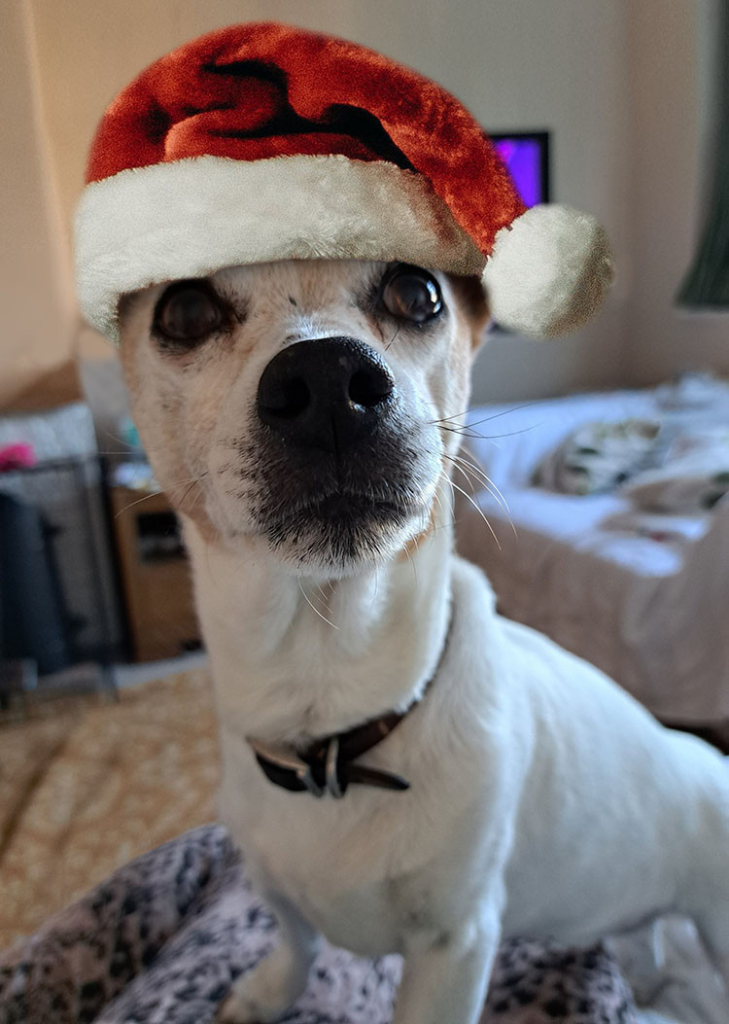 A small white dog sitting in a room and looking to camera wearing a fluffy Santa hat.