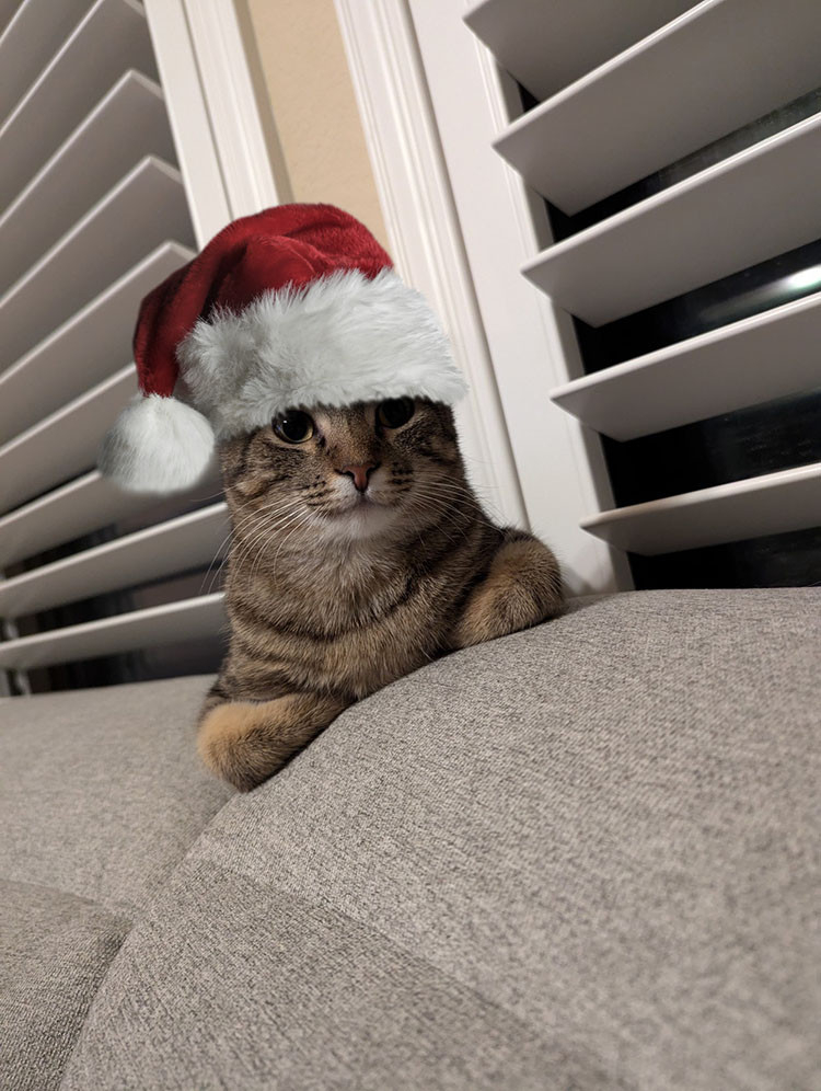 A cat sits demurely, paws tucked in, on the back of a sofa. It wears a fluffy Santa hat.