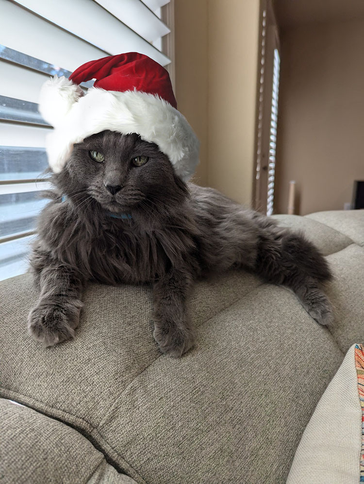 A long haired dark grey cat lies by a window on the back of a seat wearing a bright and fluffy Santa hat.