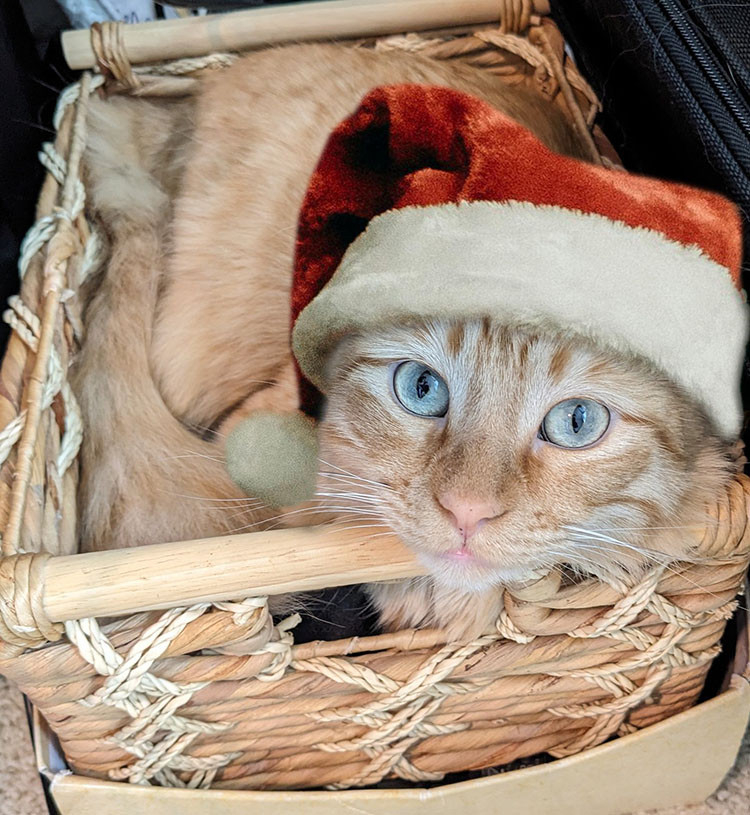 A ginger cat wearing a Santa hat lies in a basket, looking up to camera.