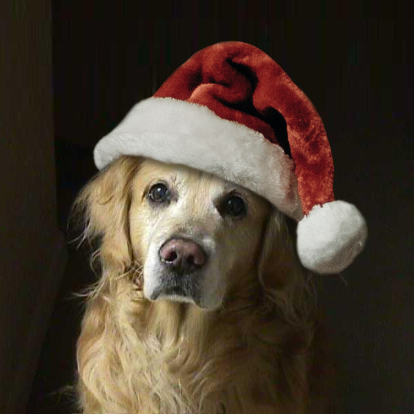 A very handsome Golden Retriever sits and gazes at the camera from a fairly dark background. He is artfully lighted from the left side of the photo, and wears a fluffy Santa hat with a bobble hanging down on the right hand side.