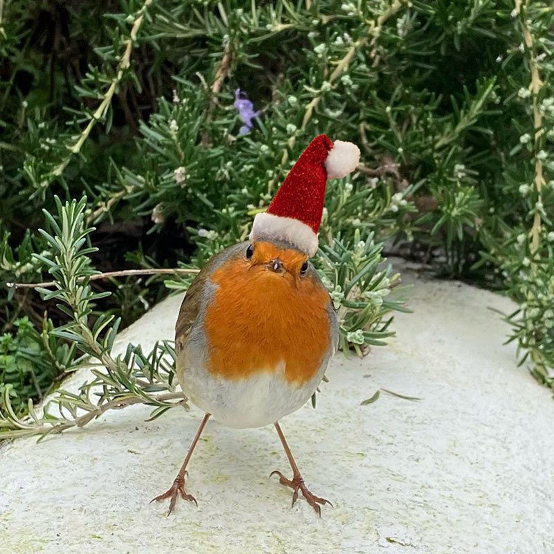 Photo of a European robin standing, legs wide, on the top of a white wall. It’s staring at the camera, head slightly cocked to the right. Rosemary foliage in the background. Sparkly Santa hat on its head.