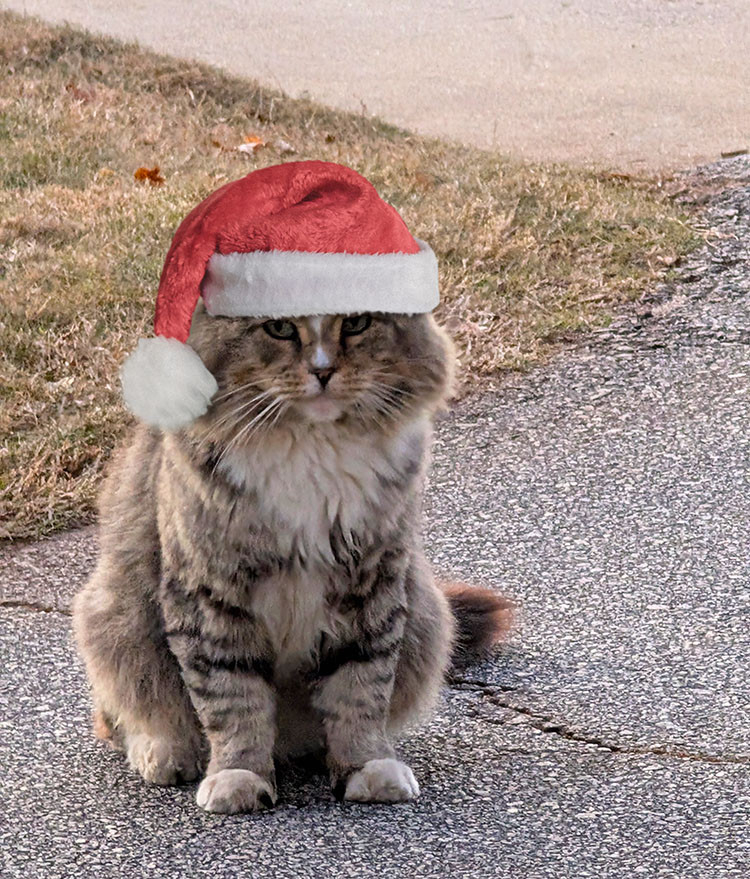 A big fluffy cat sits out on a street, with grass behind. It almost has a white beard of fluff down its front, and now has a Santas hat, bobble dangling down on the left. 