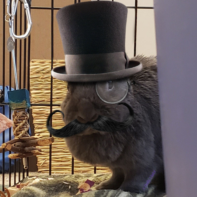 Small grey rabbit peering around the side of a blue plastic tub. It has a dark twirly moustache, silver monocle and top hat.