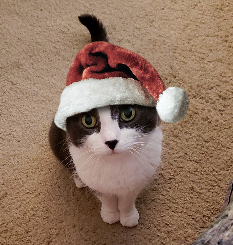 Grey and white tuxedo cat wearing a fluffy Santa hat looks up to the camera.