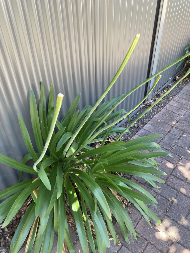 Agapanthus missing their flower because some arsehole is stealing them.