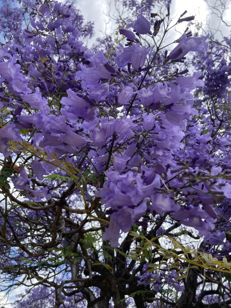 Beautiful bright purple-blue flowering jacaranda tree.