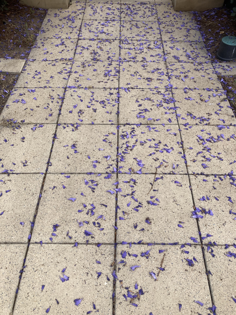 The aftermath of jacaranda season, purple-blue flowers all over the pavers. They get stuck in your shoes and stain everything so no shoes in the house until the season is over.