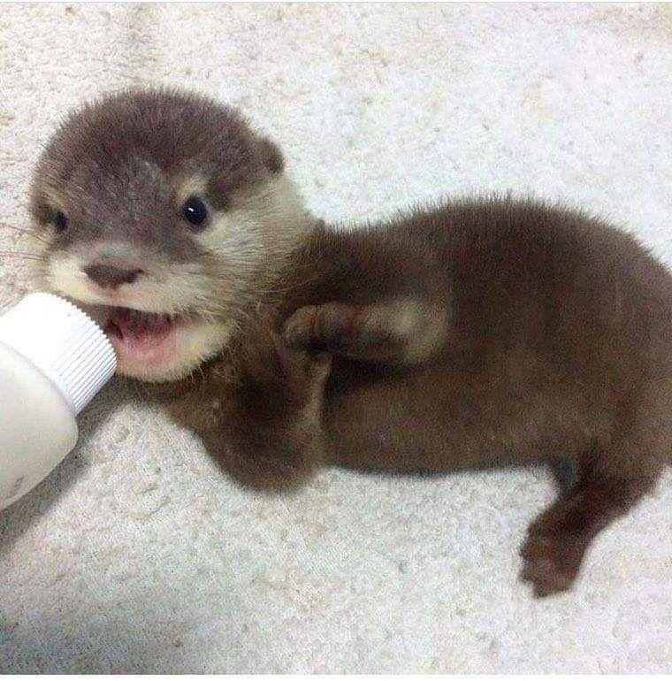 A picture of an otter.