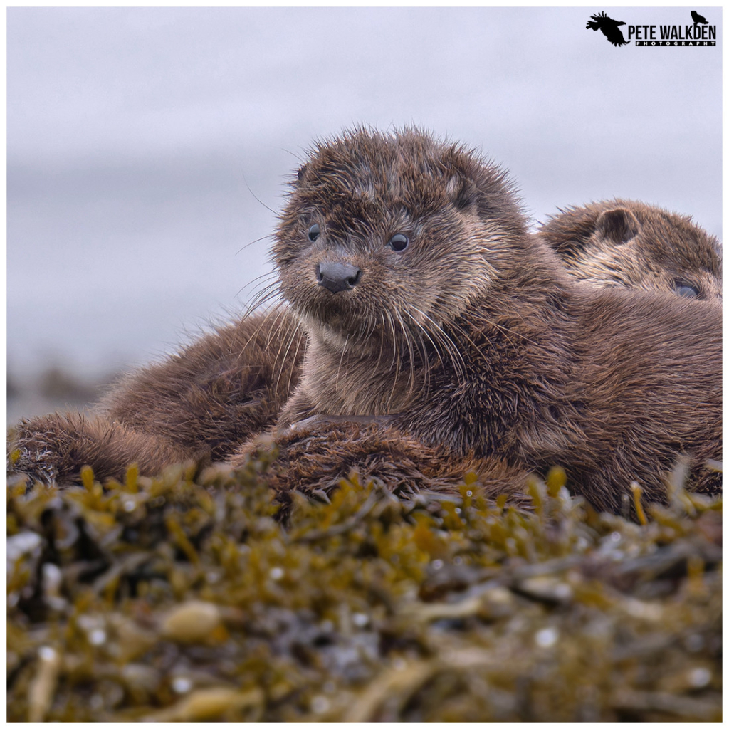 A photo of an otter cub resting with its family, beside a loch in Scotland.