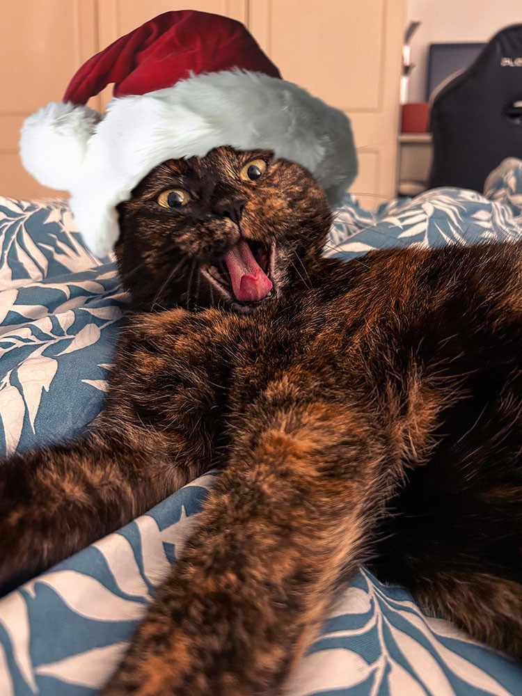 Original alt txt: A close-up of a tortoiseshell cat dramatically mid-yawn, sprawled on a blue and white leaf-patterned duvet like it’s auditioning for a horror movie or laughing at its own stand-up routine. Its wide, slightly manic eyes and open mouth—complete with visible teeth and tongue—scream pure chaos. In the background, a wardrobe and gaming chair quietly observe the drama.
My addition: It's now wearing a Santa hat