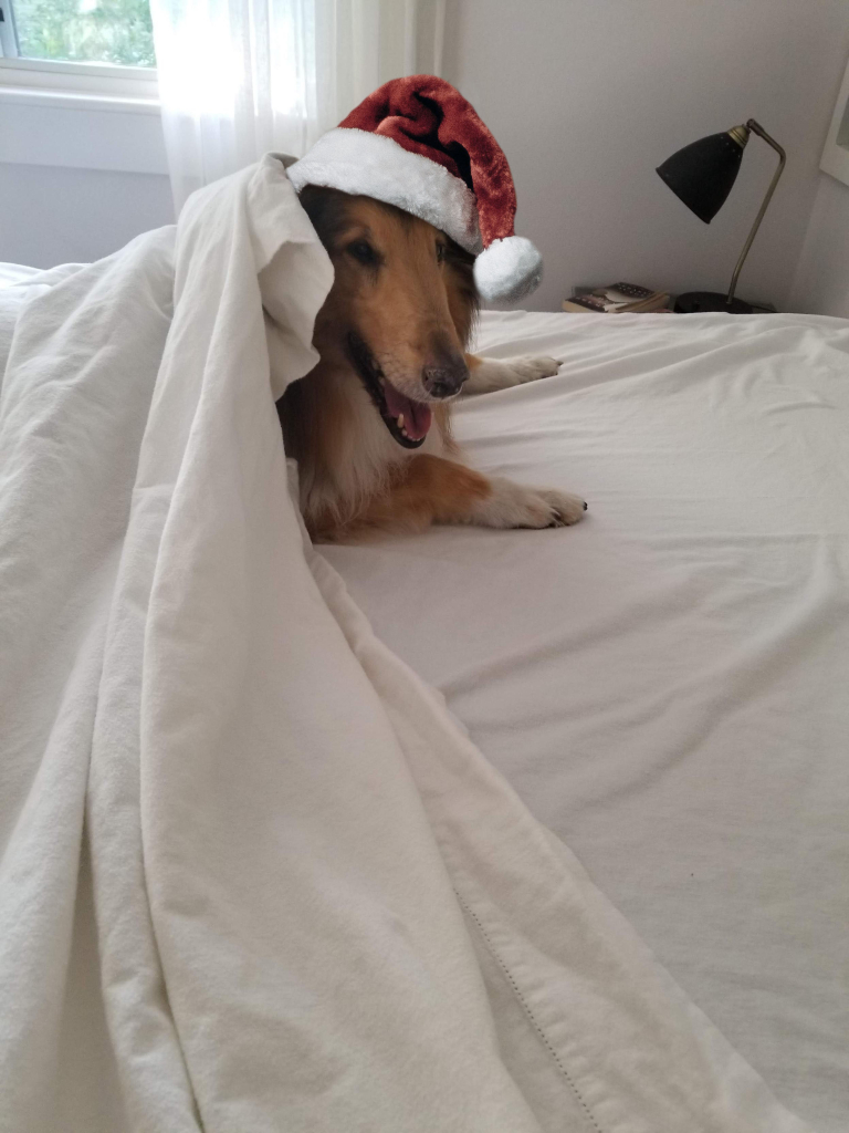 A very happy collie wearing a Santa hat peeking out from under bedsheet.