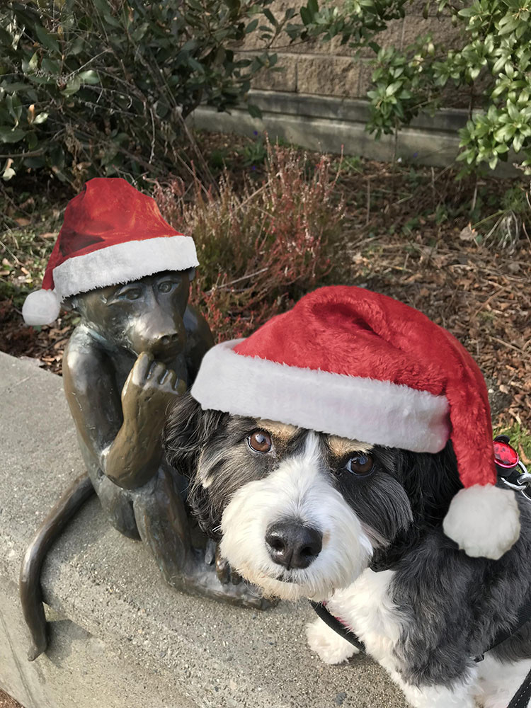 Original alt txt: A picture of a cavachon dog looking into the camera while posing next to a bronze colored statue of a baby monkey. The dog had a white muzzle with a lil boopable black nose, sweet brown eyes below fuzzy light brown eyebrows, black fur around her eyes and covering her floppy ears, and a white blaze up the center of her noggin. She’s cute and she loves you!
My addition: Both the very cute dog and monkey are now wearing Santa hats.