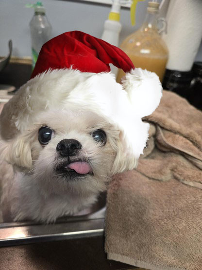 Sophie, a small white dog is in the kitchen sink getting a bath, her tongue is out and slightly to the left and a cozy brown towel is waiting to dry her off. She wears a fluffy Santa hat.