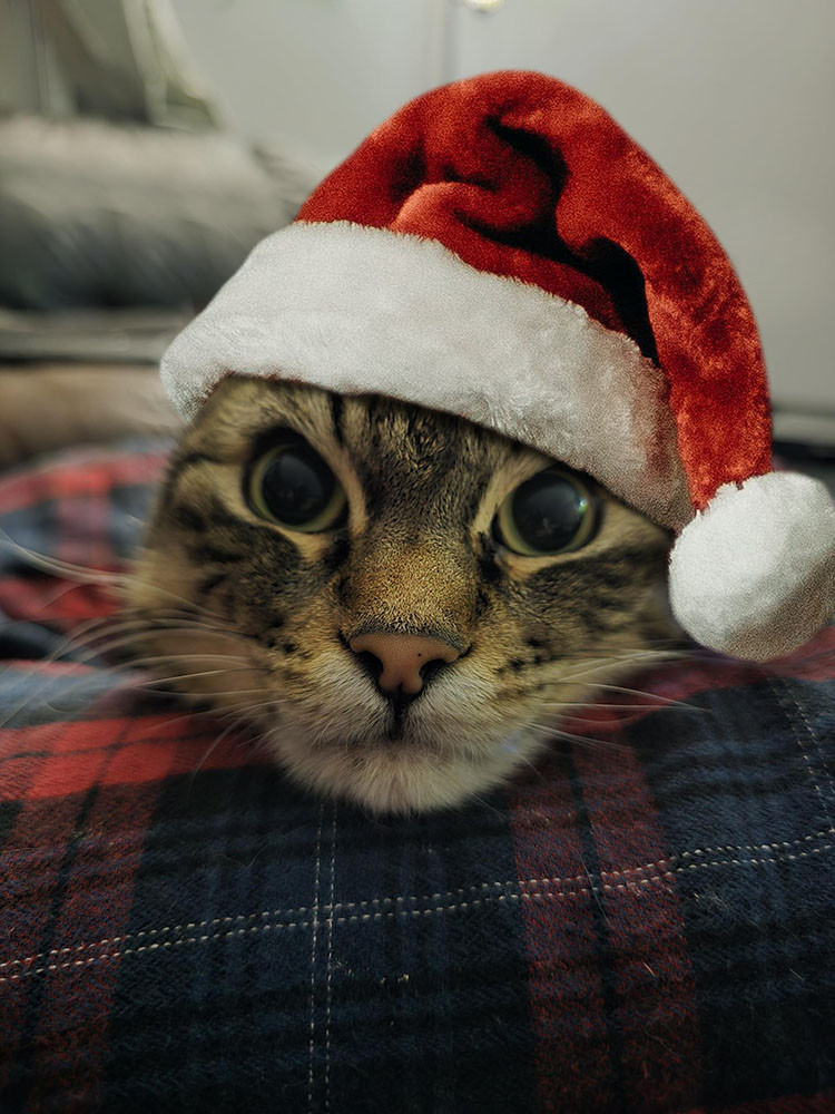 Chester a brown tabby cat stares into the camera resting his chin on a red plaid, flannel pant clad leg. He is wearing a Santa hat, with the bobble dangling nonchalantly on the right hand side.