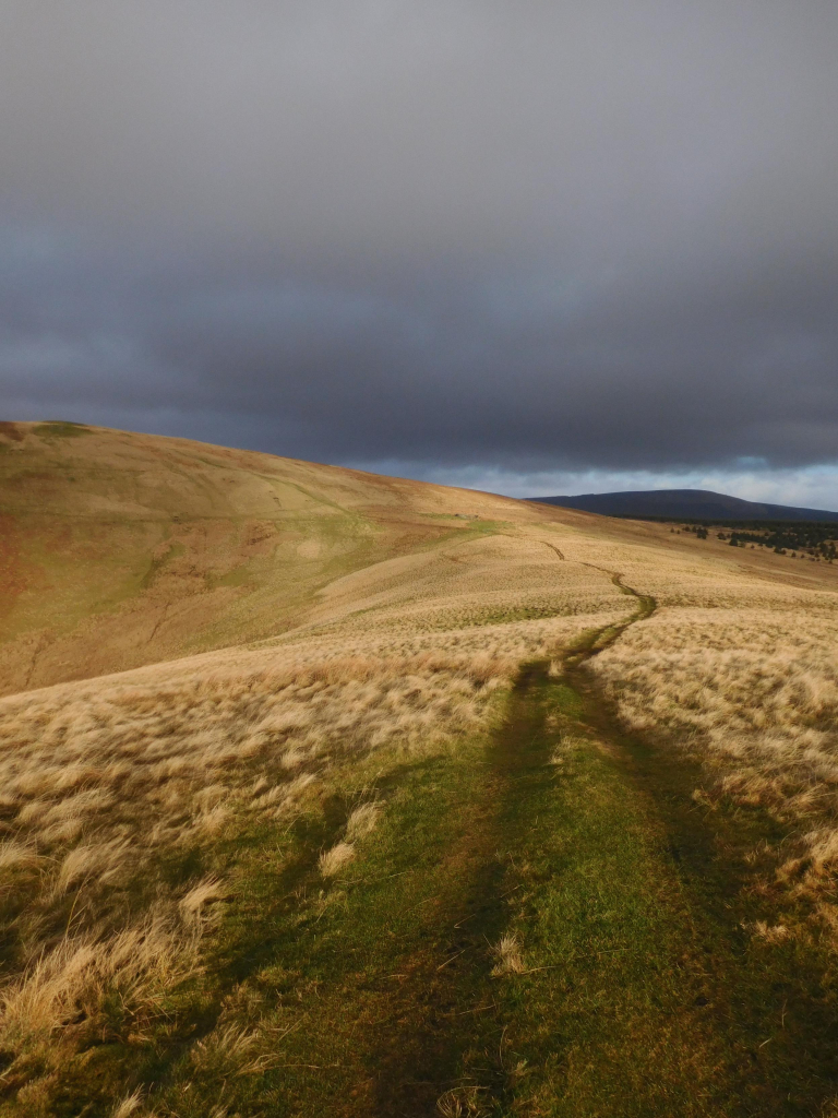 Colour photograph of a clear grassy track running through tufty moorland grass away from the viewer. The grass is just catching the low sunlight which is turning it a pale gold. The sky is covered in threatening dark grey cloud.