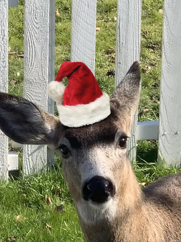 A close portrait of a deer looking at the camera in front of a white wooden fence. Its nose is big and black, its expression of curiosity or surprise, possibly caused by the Santa hat squished between its ears.