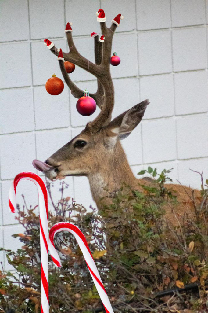 Profile of the top of a deer looking left, tongue out, antlers tall. There is a bush in the foreground and a white block wall behind. There are tiny Santa hats on the top of each antler prong, and some baubles hanging down. There are a couple of candy canes in the foreground, one about to be licked by the long outstretched tongue.