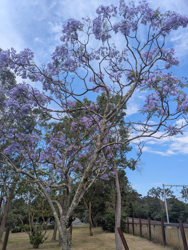 A small jacaranda tree in a park. Every branch has purple flowers. It stands in front a grassy area and various native trees. To the right is the railway line fence, with an overhead power line for trains hanging over the rails.

A lovely blue sky with some white clouds.