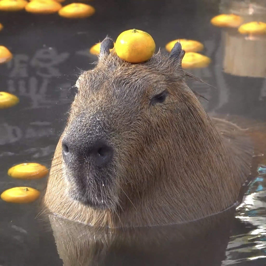 capybara sitting in a steam pool with tangerines, with one on his head