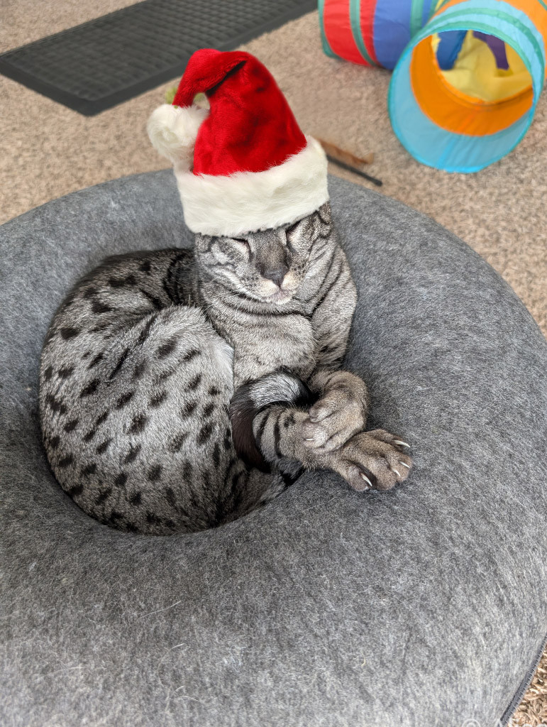 Sleepy grey cat with black spots in a donut bed wearing a tall Santa hat.