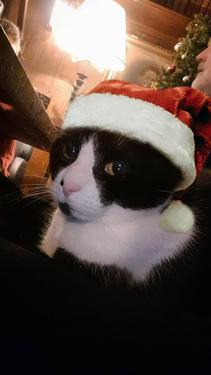 Original alt text: A photograph, taken from lap height, of a black and white cat sat on a lap. She looks comfortably ensconced on the lap. A Christmas tree and a bit of the side of a man's bearded face are visible in the background.
My addition: The cat now wears a Santa hat.