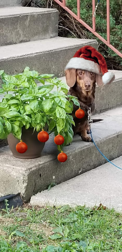 A dark 'n light brown 'miniature' dachshund, sitting on the bottom porch step and right next to a very happy basil plant. The dogger is looking at the photographey. The plant has some baubles hanging off it, and the dog wears a Santa hat.