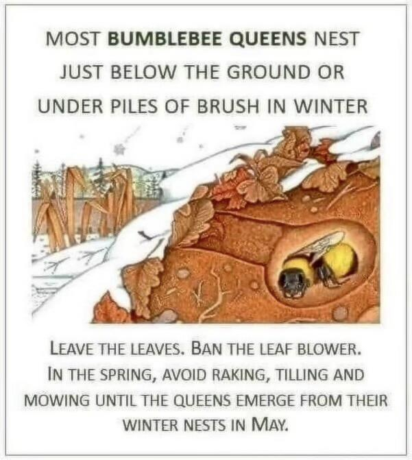 Cutaway drawing of a bumblebee queen hibernating inside a leaf-covered nest in the corner of a yard beneath the snow.
Text says:
MOST BUMBLEBEE QUEENS NEST JUST BELOW THE GROUND OR UNDER PILES OF BRUSH IN WINTER.
LEAVE THE LEAVES. BAN THE LEAF BLOWER. IN THE SPRING, AVOID RAKING, TILLING AND MOWING UNTIL THE QUEENS EMERGE FROM THEIR WINTER NESTS IN MAY. 