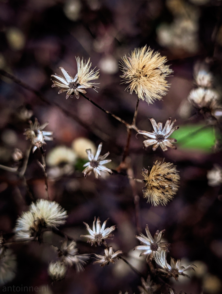 A cluster of delicate, feathery flowers against a slightly darkened background. The flowers have a soft, fluffy appearance with a hint of white and yellow colors.