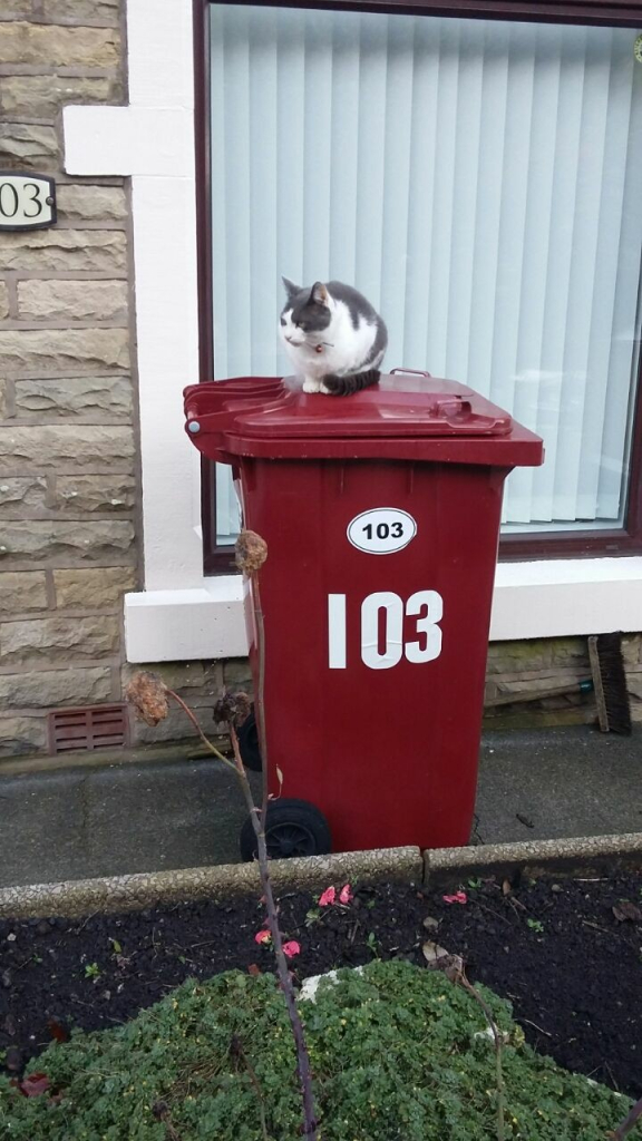 A grey and white cat loafs on a red wheelie bin in front of a window in the front yard of a terraced house. The bin has the number 103 on it, soil and plants sit in the foreground.