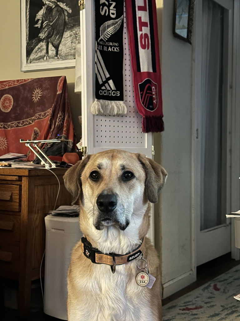 A portrait of my dog Miles who is a big brown and white mutt with a black nose, wearing an orange collar with an ESA tag on it. He's staring right at the camera. In the background you can see part of my living room, and two of my favorite fan scarves, New Zealand all blacks and my beloved St. Louis city. 