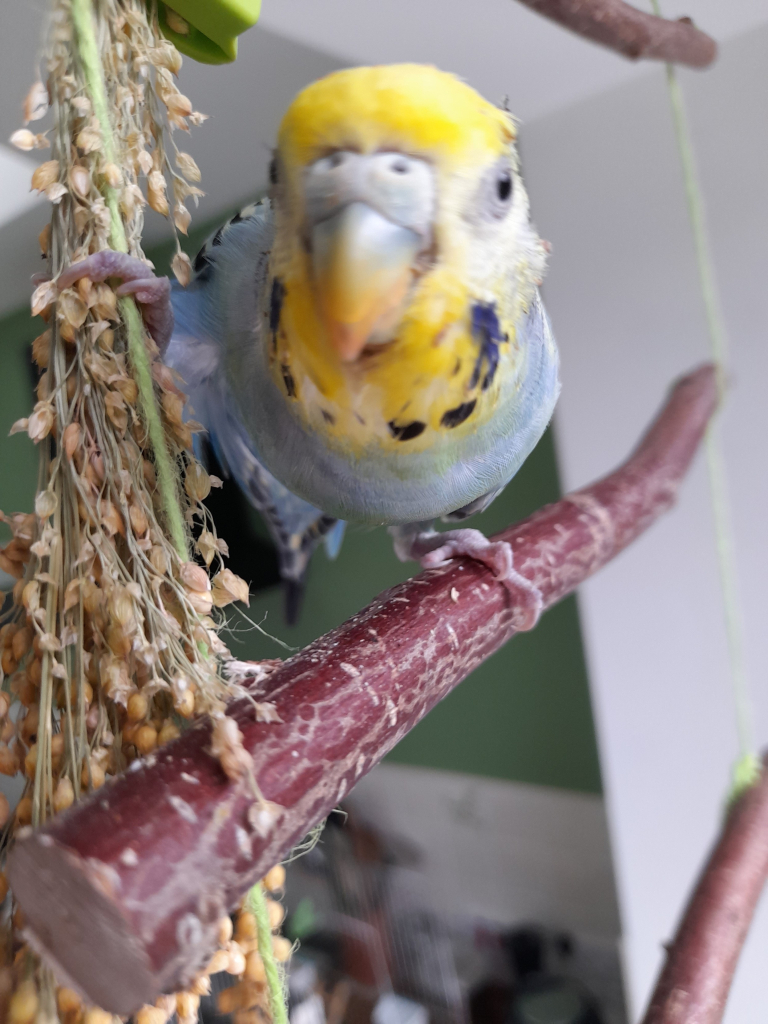 Close up of a blue and yellow budgie one foot is grasping a twig, the other is grasping a spray of a seed laden plant, which is being attacked with enthusiasm. Roo really didn't have time for this photo - far too busy.