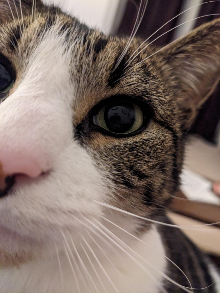 Close up shot of the face of Inigo, the gentleman cat. Visible is his very large green eye, with its stylish black liner, his dappled brown fur on his cheek, and his luxurious white fur on his snoot, his long elegant whiskers, and his adorable pink nose

His expression is serious. For snoot booping is Serious Business.