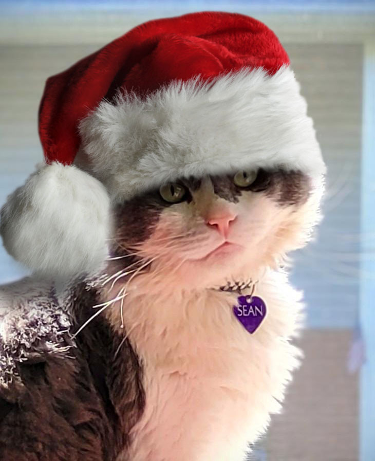 Headshot of Sean, a grey and white fluffy cat, sitting in the window wearing a super fluffy Santa hat.