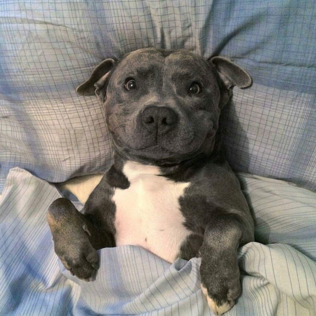 grey dog with white belly lying on back, it's head on pillows and covers pulled up under its arms