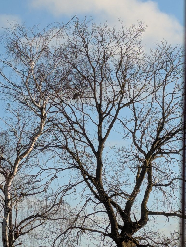 Eine einzelne Saatkrähe ist als dunkler Flecken im Geäst eines kahlen Winterbaumes verblieben. Die anderen drei sind bereits weggeflogen.