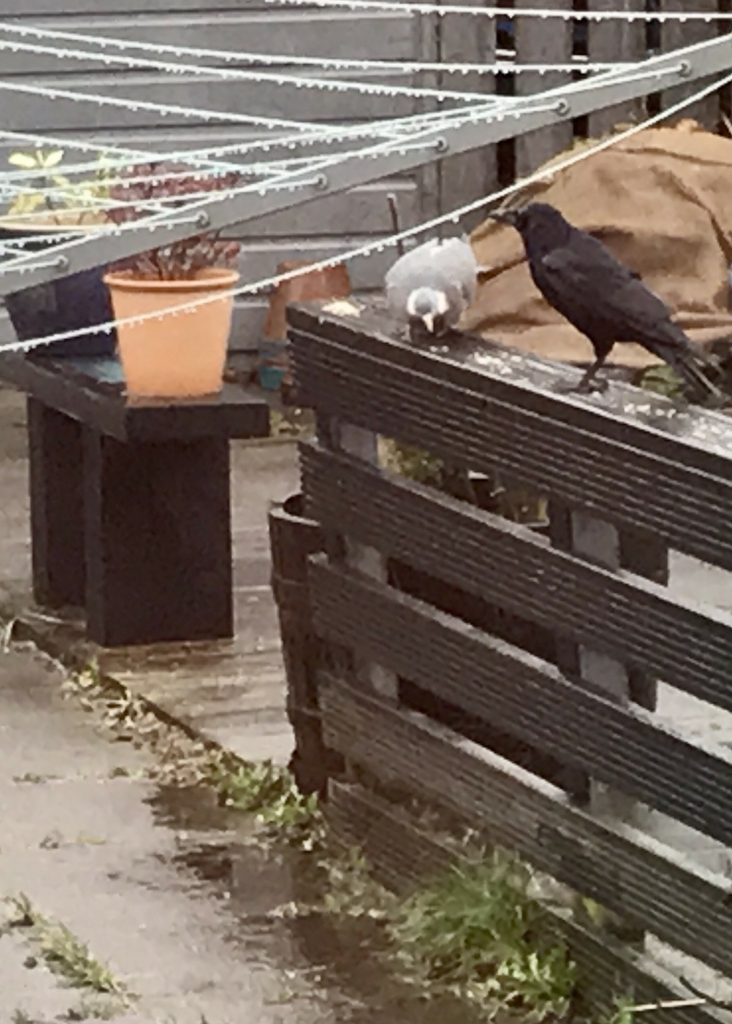 a rather unimpressed carrion crow regards a pigeon with contempt as they brunch from a slushy wooden railing on a decking in an unkempt scottish garden.