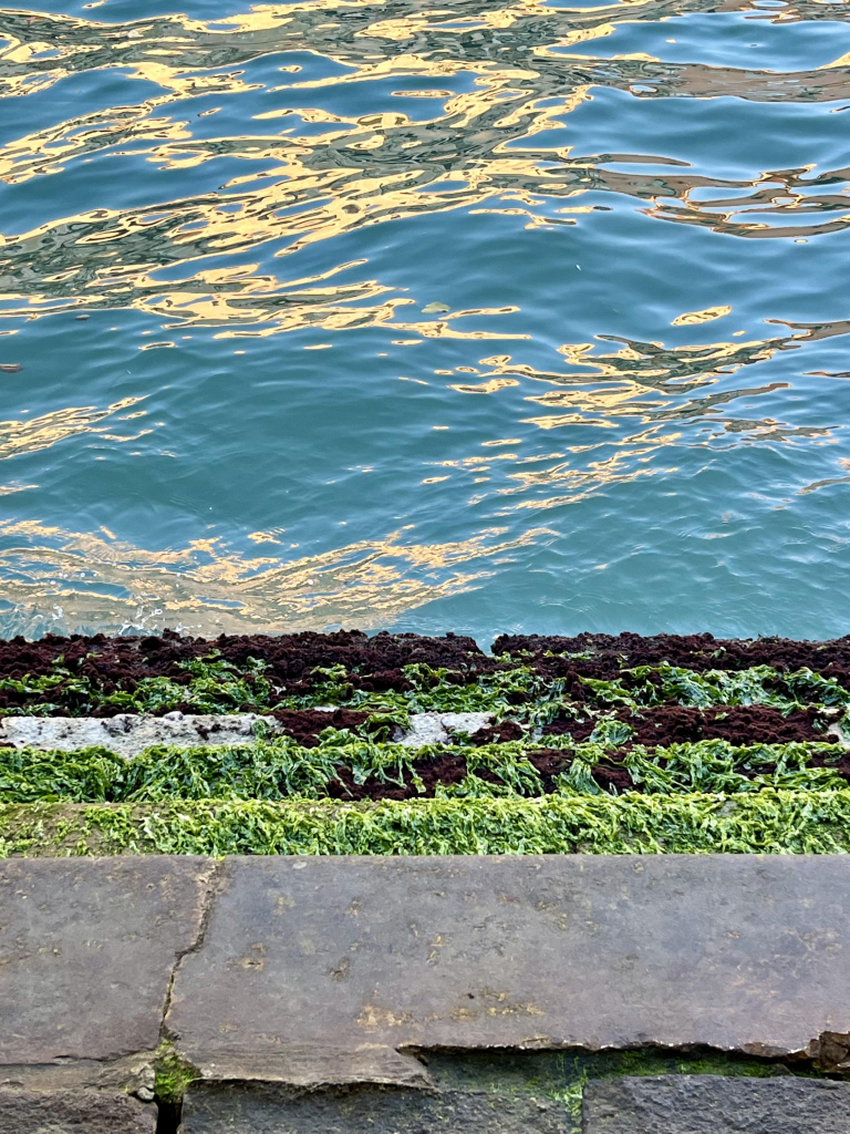 Colour photo taken looking down at five narrow stone steps leading from pavement down to into the water of a canal. The bottom half of the frame is the steps: the top one made of slabs of brown-grey stone with a tiny little green plant optimistically growing in the bottom left hand corner, and the rest covered in furry green seaweed which becomes increasingly densely flecked with brown as they descend. The water is a bright turquoise blue, gently undulating and rippled, with pale yellow sunlight catching on the crests, so that it looks a bit like distant rolling hills. The contrast between the hard sharp lines of the stone, the fuzzy edges of the seaweed, and the fluid lines in the water is quite pleasing. 