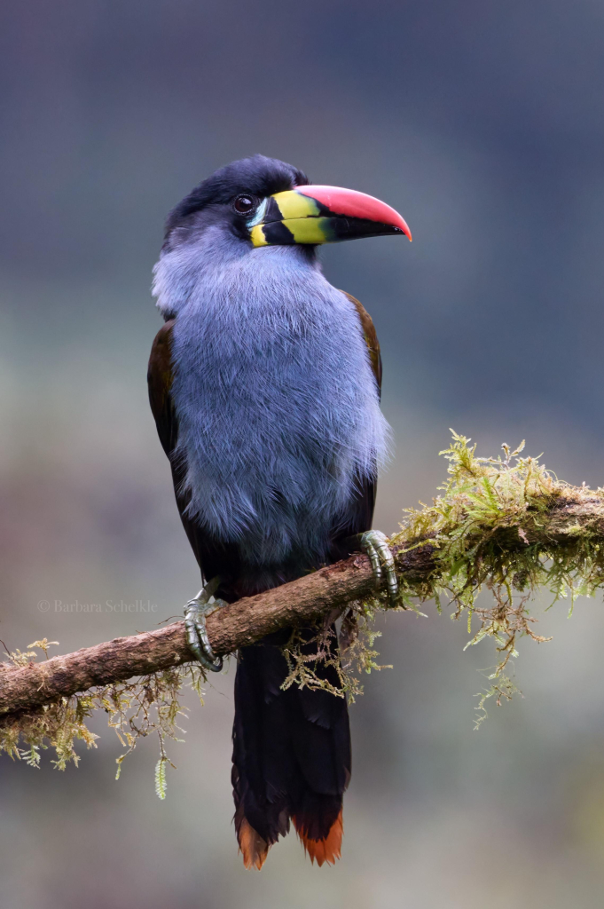 A Gray-breasted Mountain-Toucan with its blueish grey breast and colorful red, black and yellow beak is looking at you sideways from its perch.