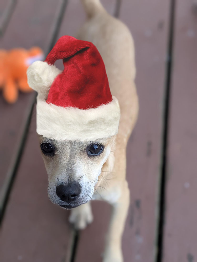 A photo of a puppy, taken looking down so her head is in focus but body and legs blur along with the deck she's walking on. She has a tall, fluffy Santa hat perched on her head.