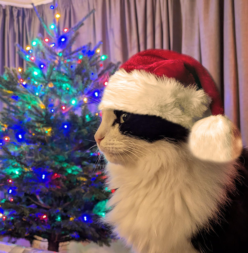 A fluffy black and white cat in profile, looking to camera suspiciously. They are wearing a fluffy Santa hat. There is a Christmas tree with its lights on in the background.