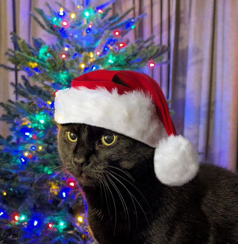 A black cat with yellow eyes posing beautifully for the camera, looking slightly off to the left. They are wearing a Santa hat. There is a Christmas tree with its lights on in the background.