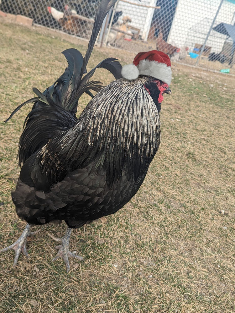 A rooster standing up straight, with his head turned to the side, Santa hat on his head. There are other chickens behind a fence further back.