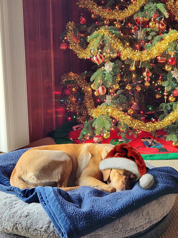 Gold color lab sleeping on a gray dog bed and blue blanket. She is curled up next to a decorated tree, and is wearing a fluffy Santa hat.