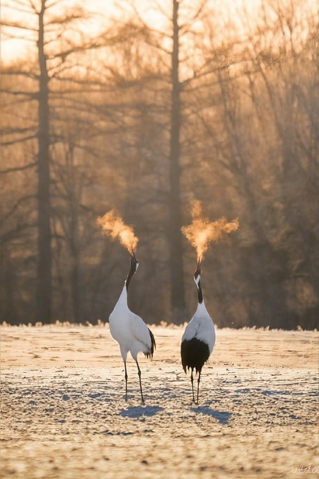 These two cranes were photographes in Tsurui, Hokkaido, Japan. Their breath in the sunrise light looks like fire 