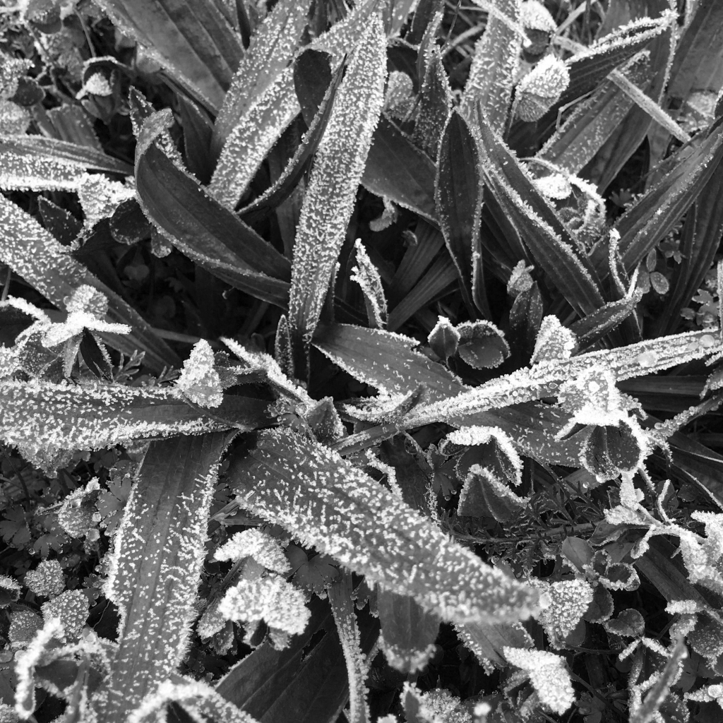 a black and white image of large frost crystals on clover and wide blades of grass. 