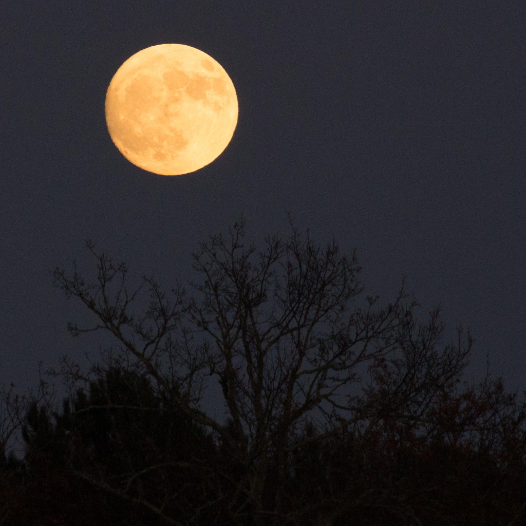 the golden full moon rises above a clump of bare, winter trees. the sky is a very dark slate grey and the trees are black in the semi-darkness. the moon is a little to the left of the centre of the image, but the trees are right in the middle.
this photo was actually taken during december's full moon in 2017, but i'm figuring the moon hasn't changed too much since then. 