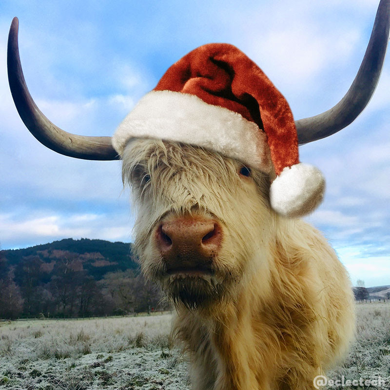 A square photo of a pale cream coloured Highland Cow, taken from quite low down with the cow looking down at me. They are standing in a frosty field, with a wooded hillside in the distance behind them, and a blue sky dotted with thin fluffy clouds. The cow has large horn curved up to the top corners of the photo, and is wearing a Santa hat.